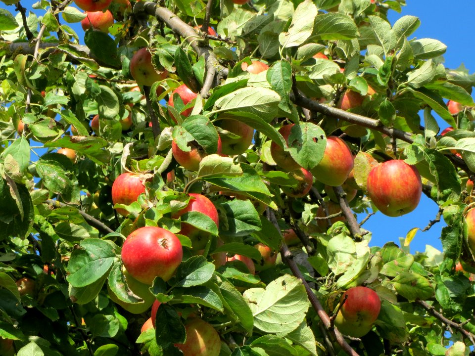 20130910Malus_Domestica05
