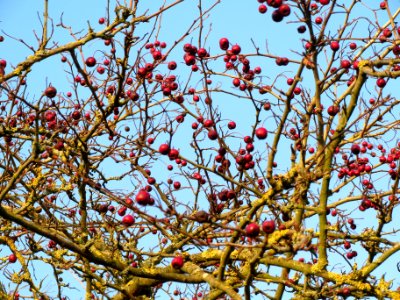 20131210Weissdorn_Reilingen3