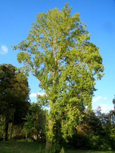 20130910Pappel_Speyer3