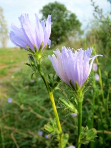 20130907Cichorium_intybus2