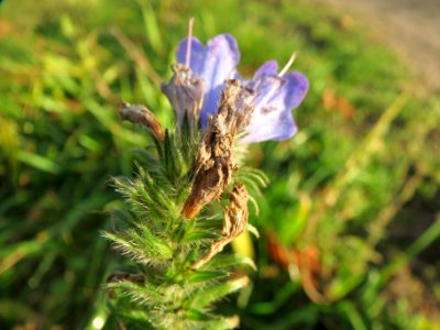 20131107Echium_vulgare