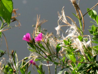 20130830Epilobium_hirsutum3
