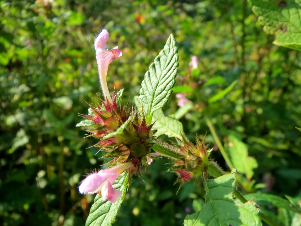 20130830Galeopsis_tetrahit3