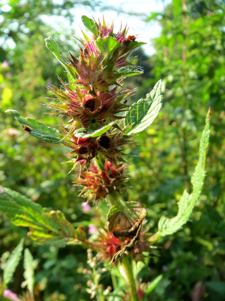 20130830Galeopsis_tetrahit2