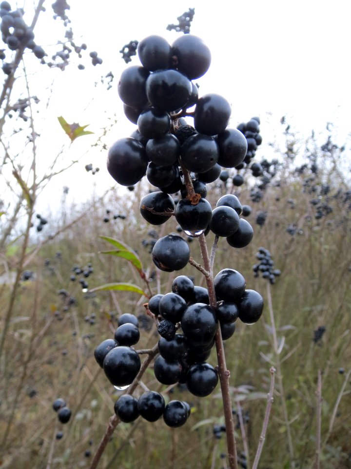 20131221Liguster_Reilingen3