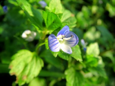 20131022Veronica_persica4