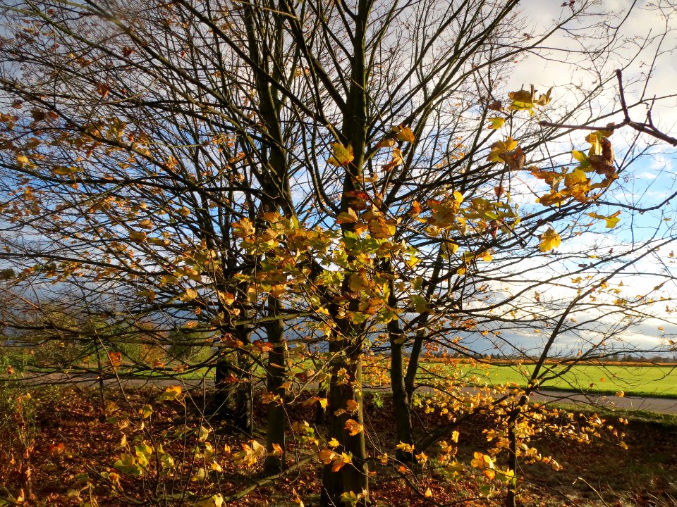20131107Ahorn_Reilingen2