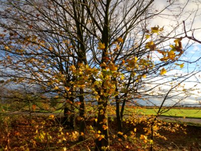 20131107Ahorn_Reilingen2