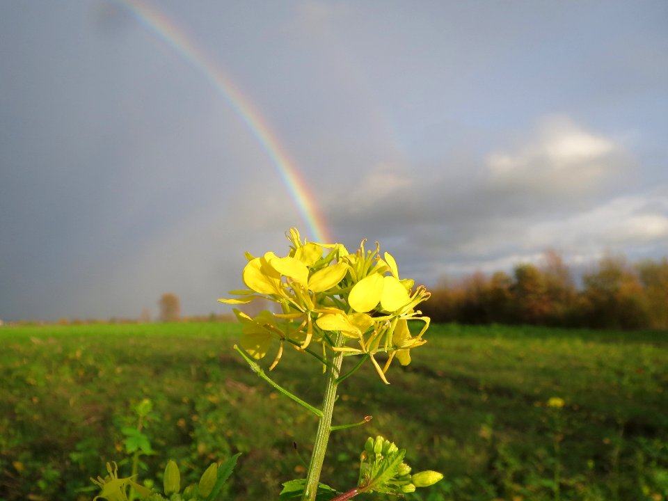 20131107Regenbogen_Reilingen7