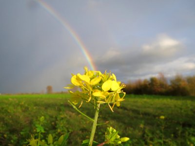 20131107Regenbogen_Reilingen7