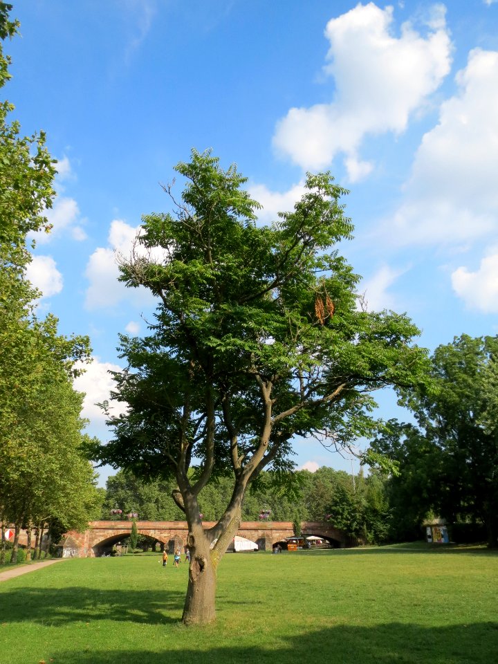 20130830Ailanthus_altissima