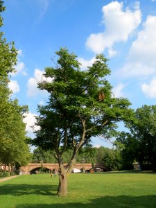20130830Ailanthus_altissima