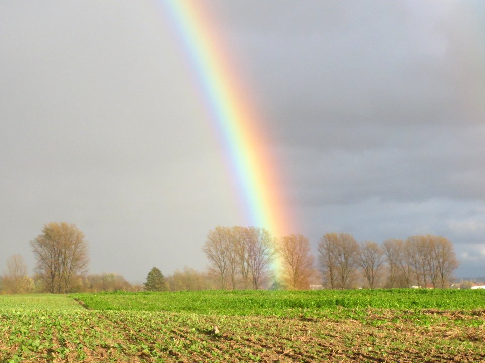 20131107Regenbogen_Reilingen5
