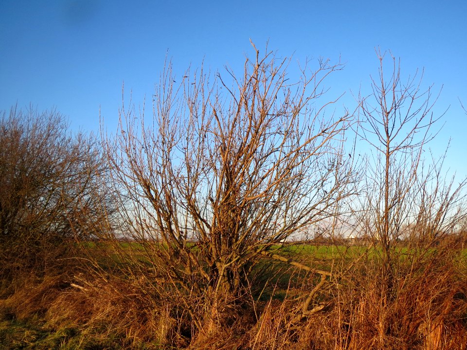 20131220Salweide1