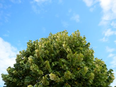 20130831Tilia_tomentosa photo