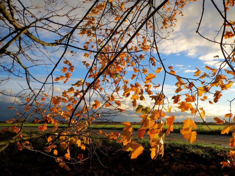 20131107Ahorn_Reilingen3