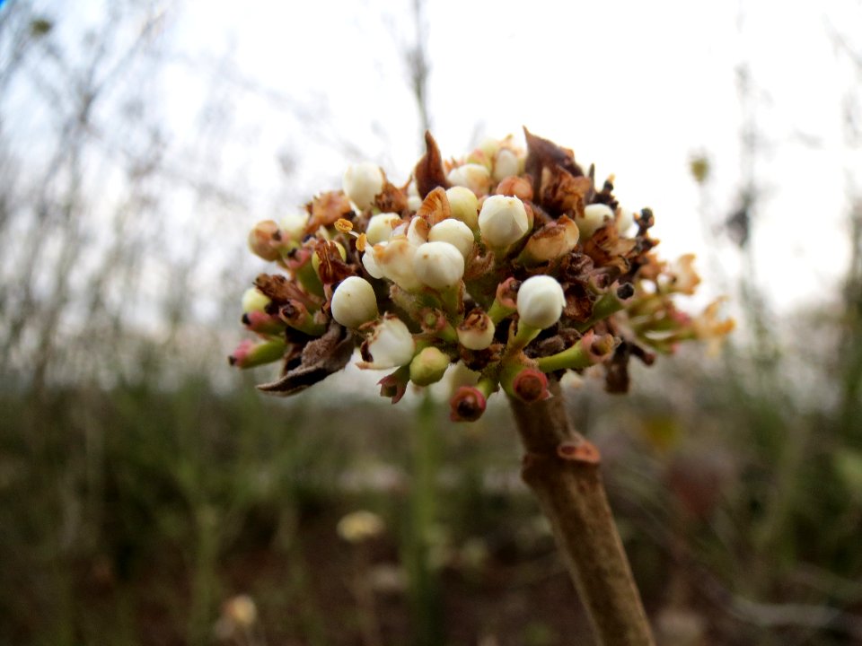 20131221Viburnum_lantana3