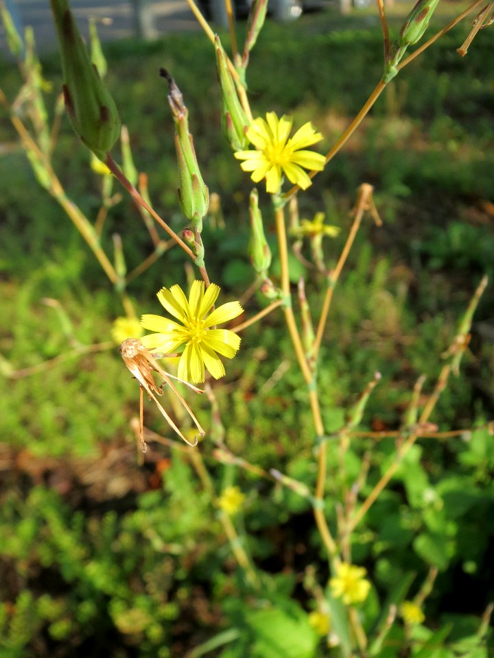 20130830Lactuca_serriola