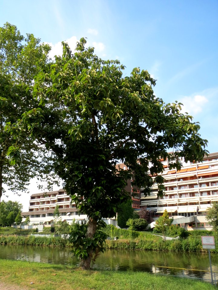 20130830Catalpa_bignonioides2