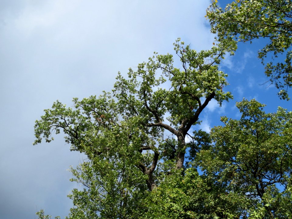 20130909Quercus_robur3