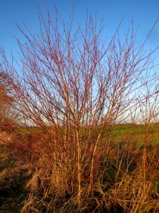 20131220Hartriegel1