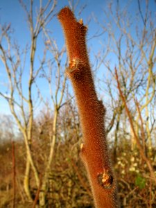 20131209Essigbaum_Hockenheim2