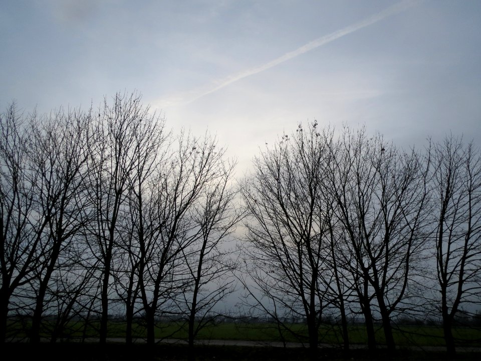 20131221Ahorn_Reilingen