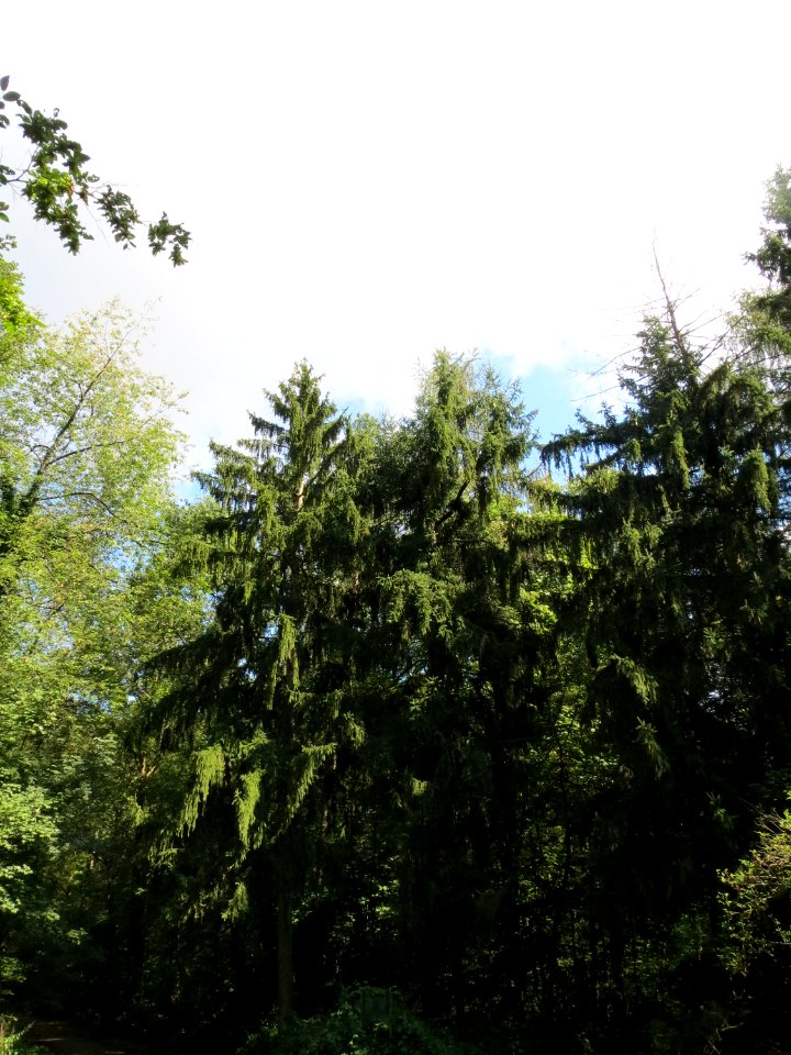 20130909Picea_abies