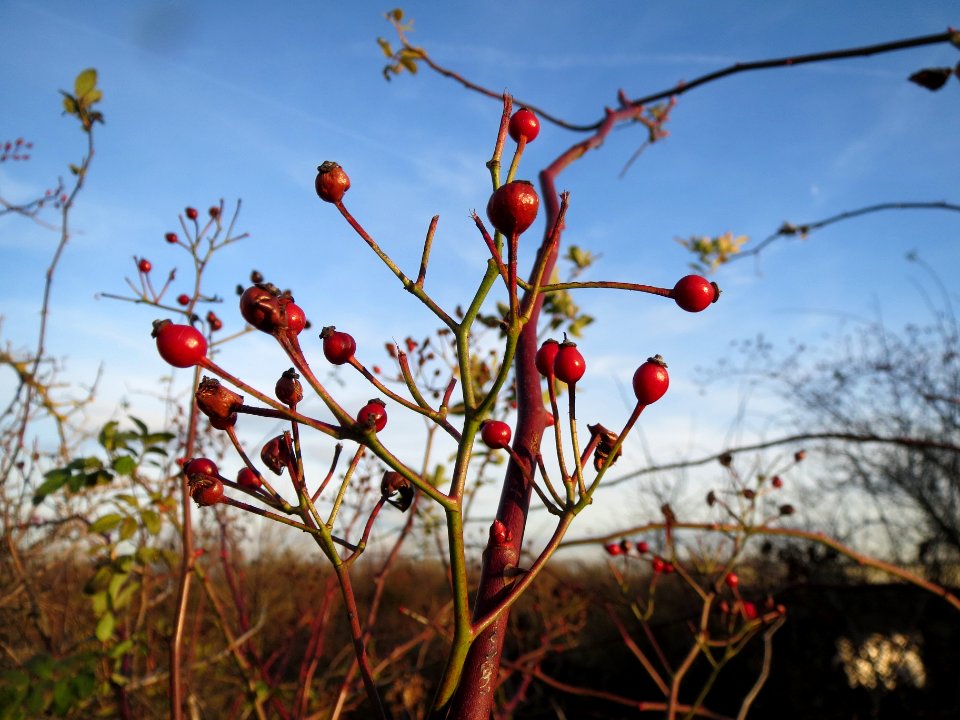 20131209Rosa_multiflora_Reilingen3