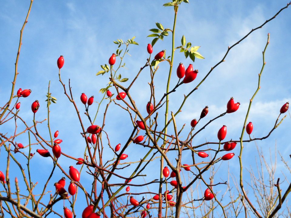 20131209Rose_Hockenheim2
