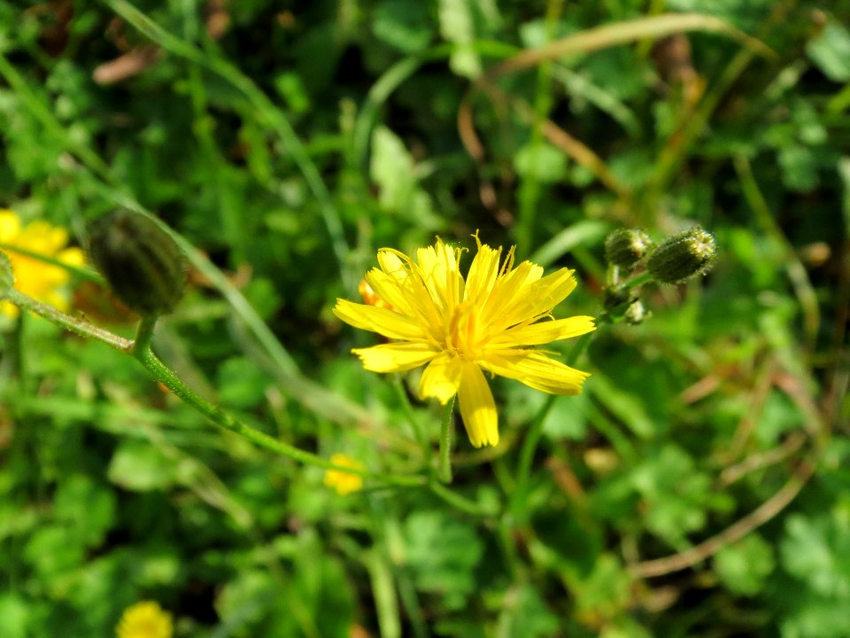 20131019Crepis_biennis3