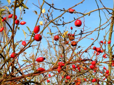 20131209Rose_Hockenheim3