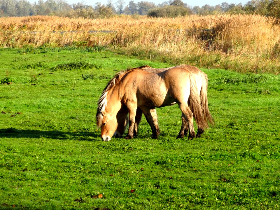 20131030_Westeinde