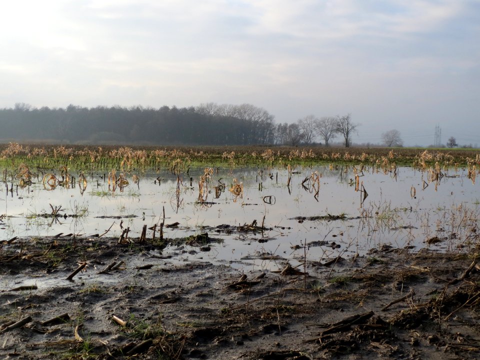 20131201Maisfeld_unter_Wasser