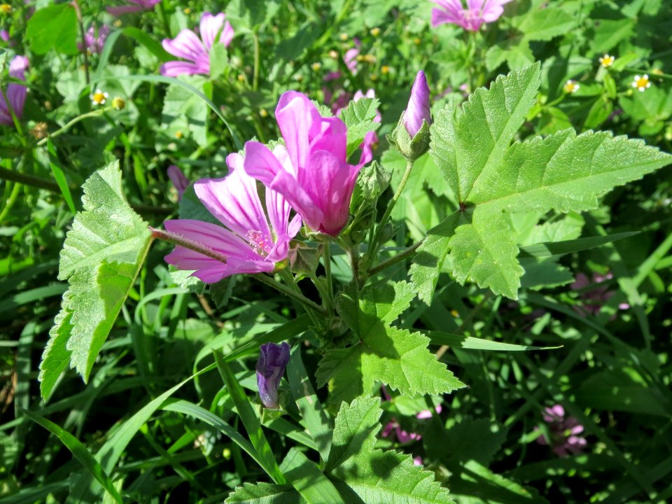 20130909Malva_sylvestris1