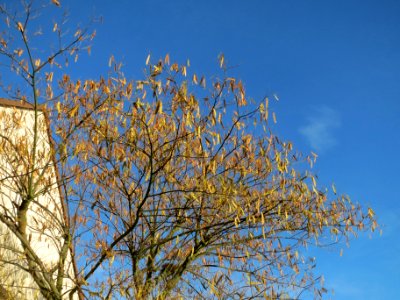 20131209Seidenbaum_Hockenheim1