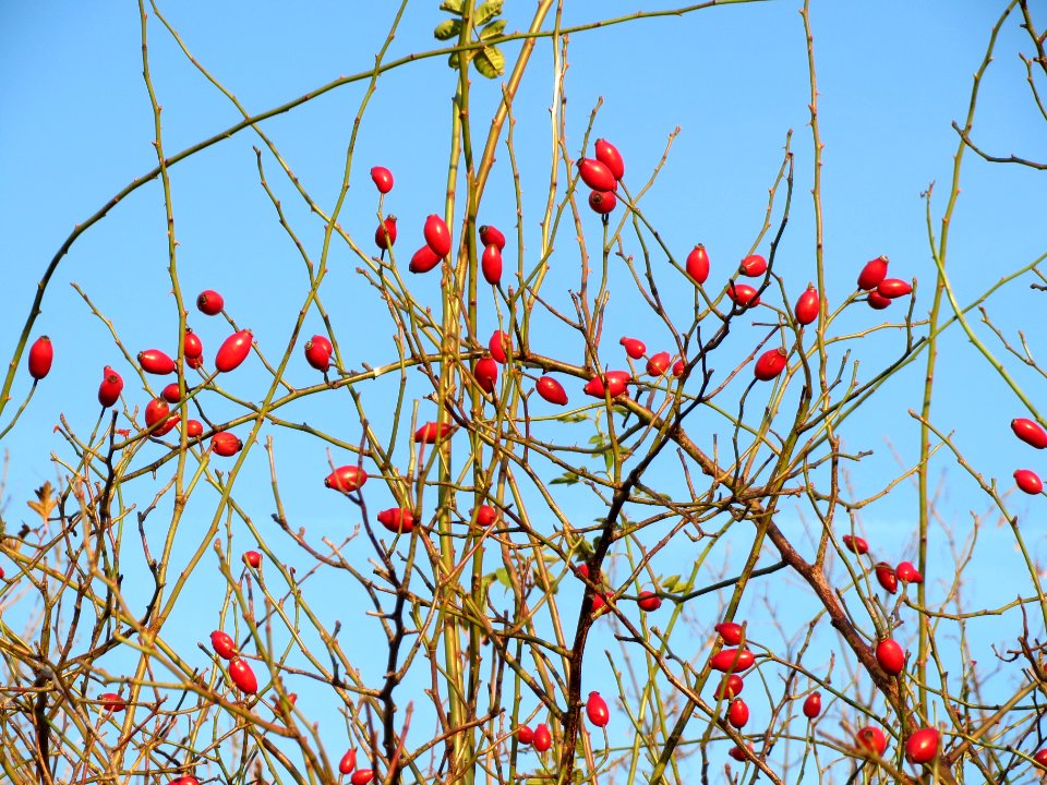20131210Hundsrose_Reilingen5