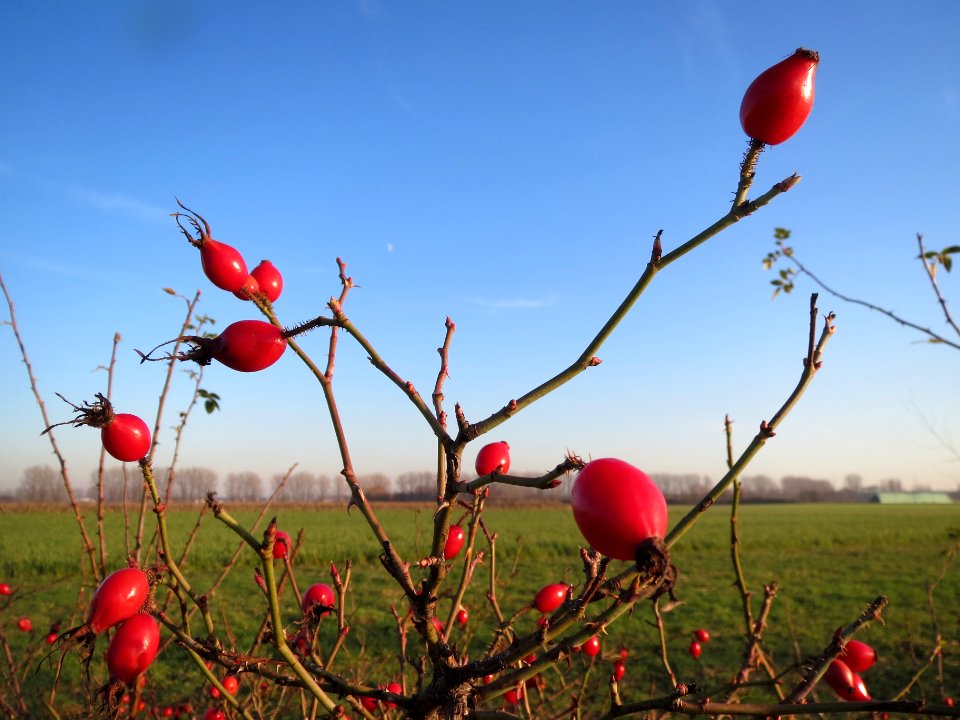 20131210Rosa_rubiginosa_Reilingen1
