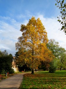 20131029Tulpenbaum_Staden