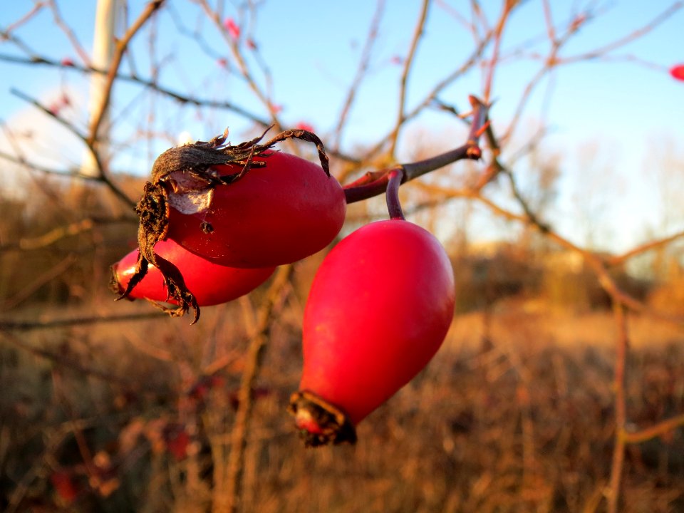 20131215Rosa_canina