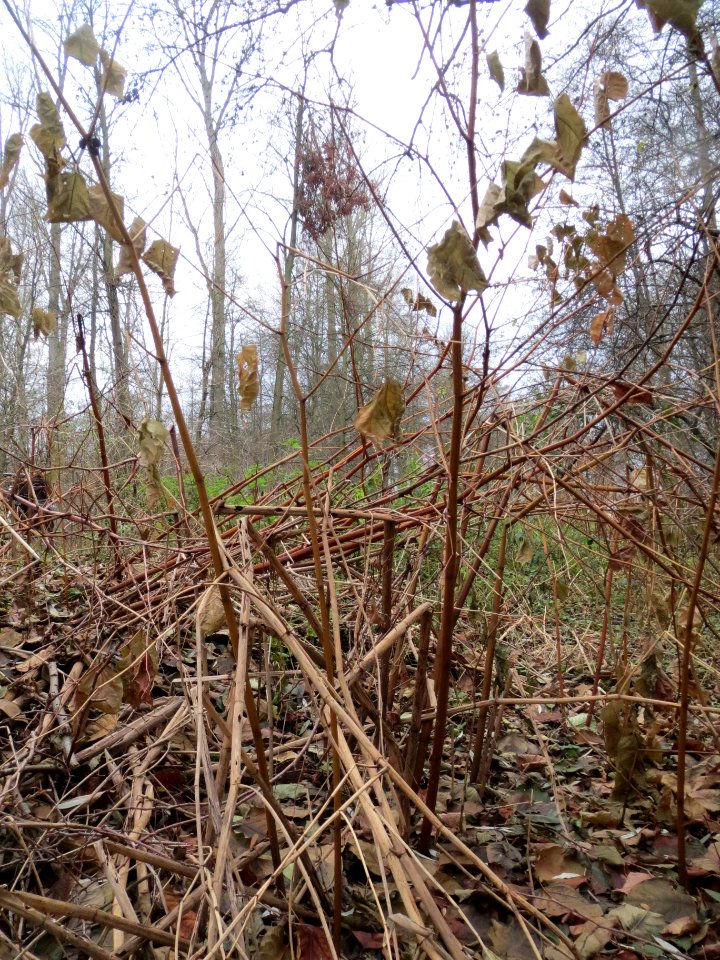 20131208Reynoutria_japonica2