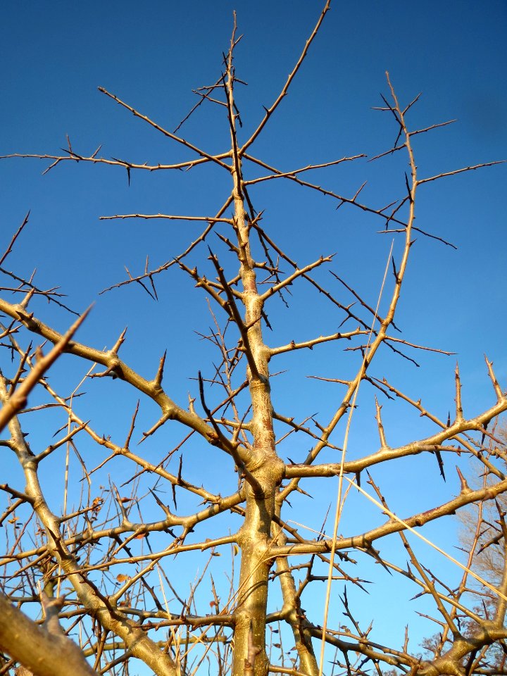 20131210Schlehe_Reilingen