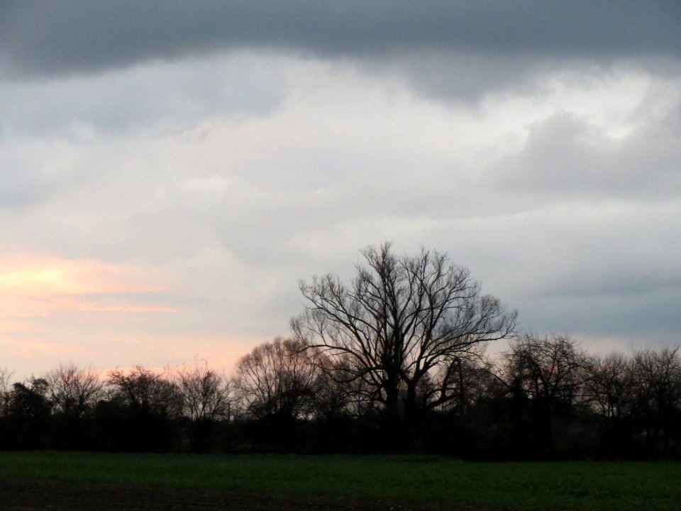 20131208Silberweide