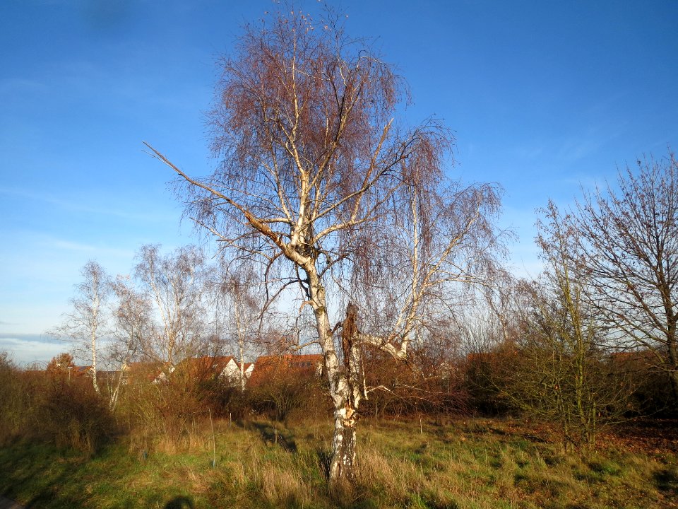 20131209Birke_Hockenheim