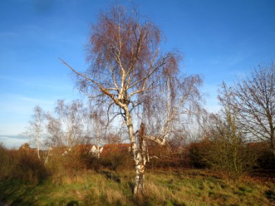 20131209Birke_Hockenheim