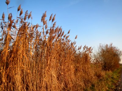 20131202Schilf_Hockenheim2
