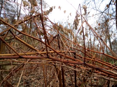 20131208Reynoutria_japonica1