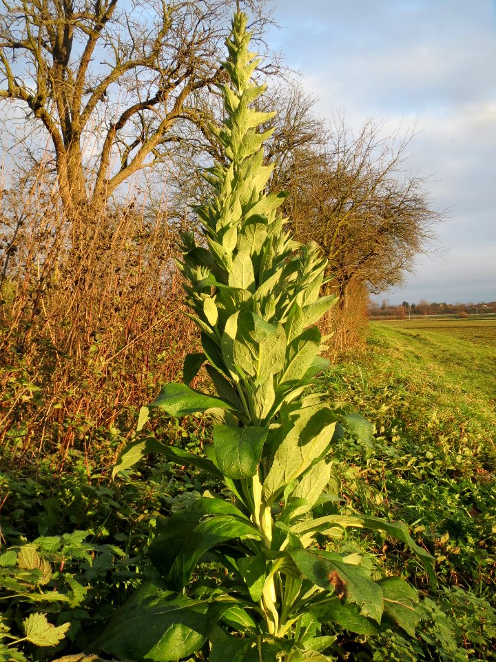 20131208Koenigskerze1