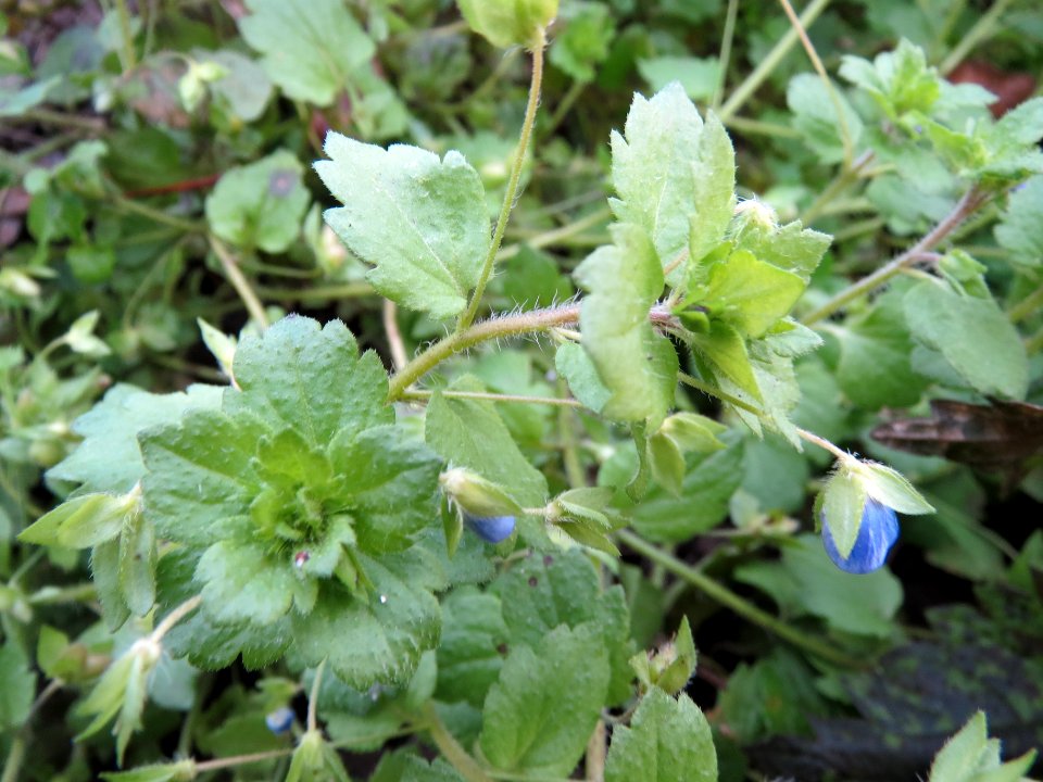 20131203Veronica_persica2