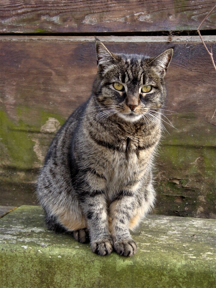 Pet animals cute cat